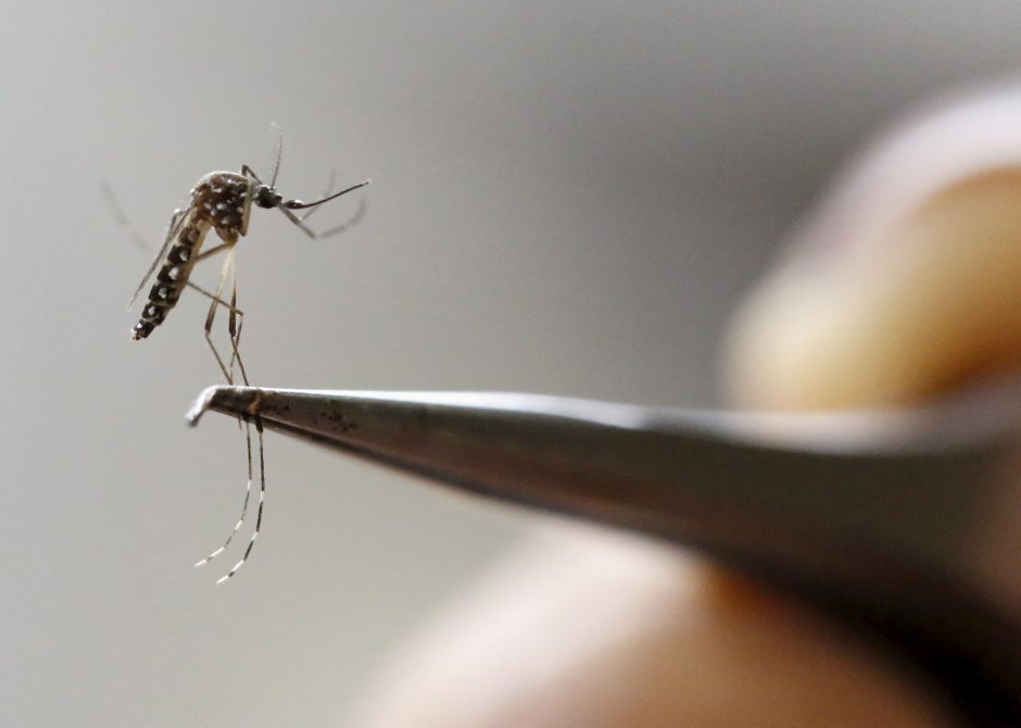Europoje sumažėjo Zikos viruso sukeltos ligos atvejų