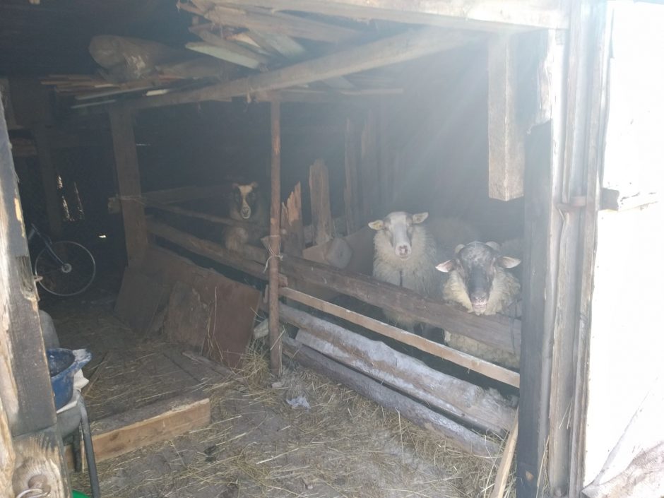 „Mirties pardavėjai“ įkliuvo policijai: itin pavojingais narkotikais prekiavo avių tvartelyje
