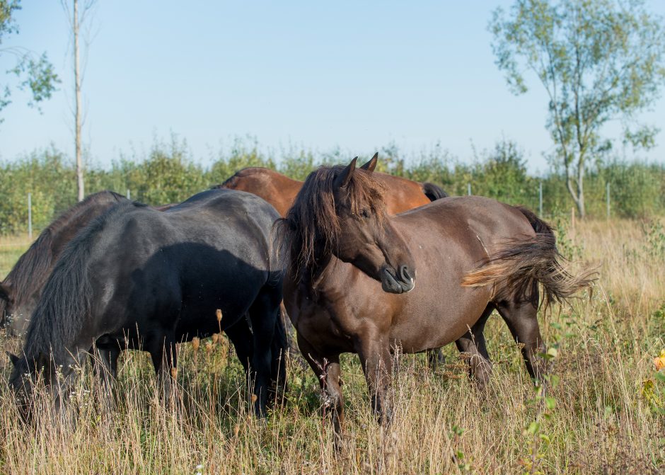 Gyvenimo ir žmonių nuskriausti arkliai ramybę randa „Arklių slėnyje“
