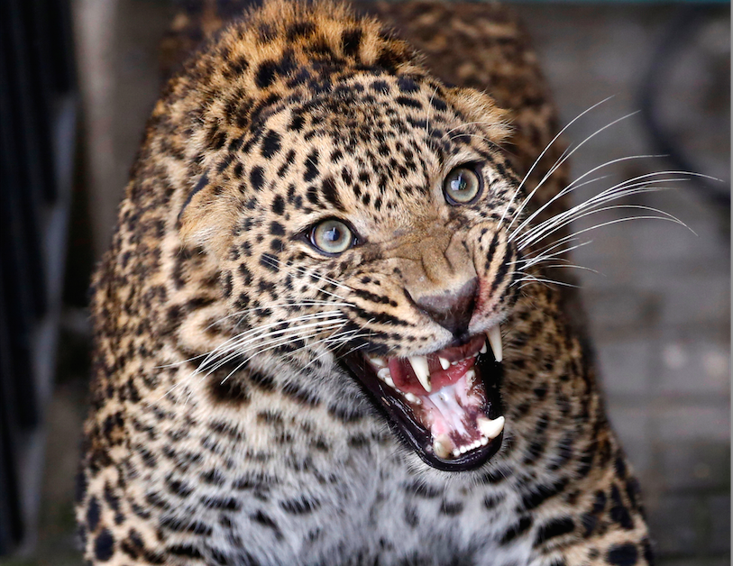 Indijoje leopardas teismo rūmų komplekse sužeidė penkis žmones