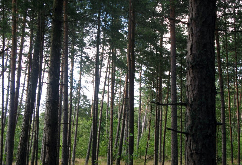 Švyturių metams paminėti Neringoje vyks miškasodis, bus pasodinta apie 7,5 tūkst. pušų