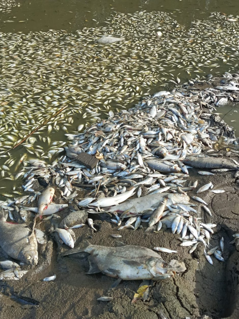 Tvenkinyje, kuriame išgaišo tūkstančiai žuvų, veikla bus atnaujinta: ką žada įmonė?