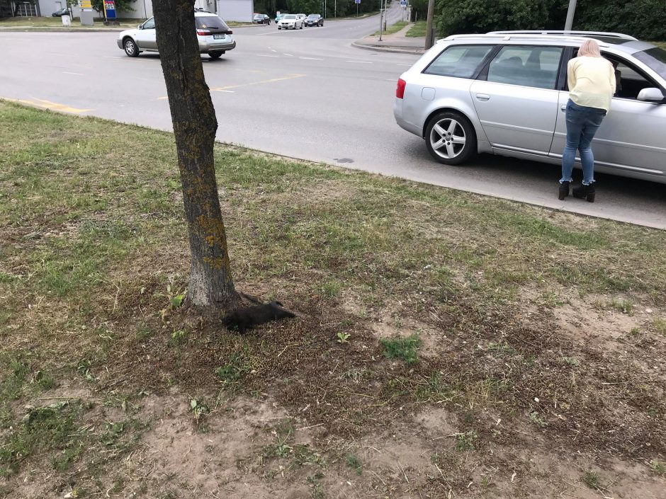 Internete liejasi apmaudas: judrioje Kauno gatvėje kačiukus sutraiškė mašinos