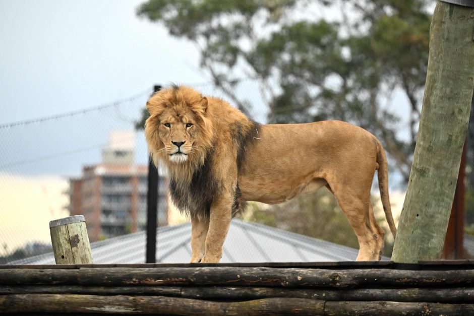 Australijos zoologijos sode iš aptvaro buvo pabėgę penki liūtai