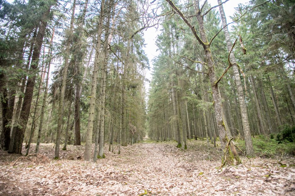 Pakarklės miškas – tikras lobynas: yra sakančių, kad čia Lietuvos Šveicarija