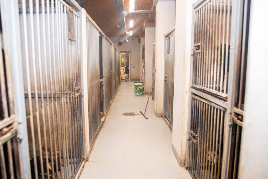 Kauno prieglaudas perpildė beglobiai gyvūnai: keturkojus tenka apgyvendinti net tualeto patalpose