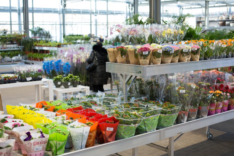 Pavasarį „Senukai“ pasitinka atnaujinta oranžerija: siūloma įspūdinga augalų įvairovė