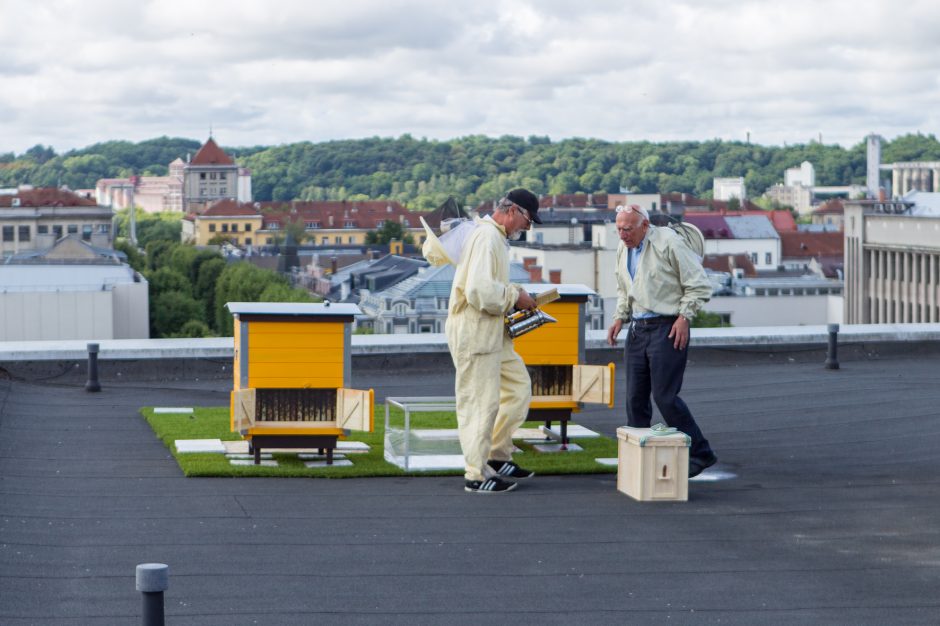 Išsuktas pirmasis Kauno miesto bičių medus: nustebino kokybė