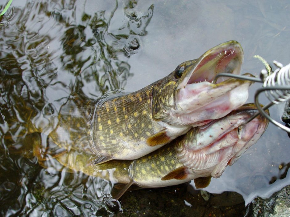 Ežeruose ir upėse vėl galima žvejoti lydekas