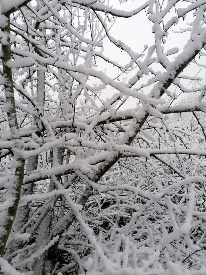 Pirmojo sniego vaizdai Lietuvoje