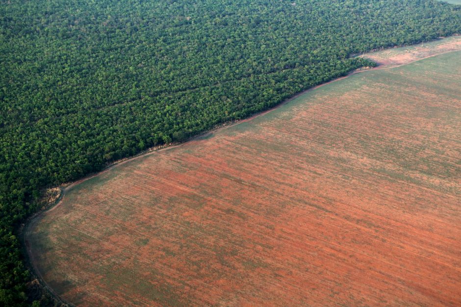 Perspėja: Brazilijos Amazonės miškų naikinimas spartėja