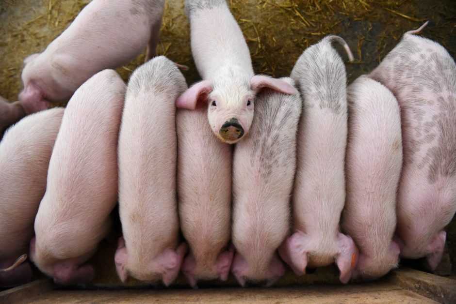 Lenkijoje per pastarąjį mėnesį – net 21 naujas kiaulių maro protrūkis ūkiuose