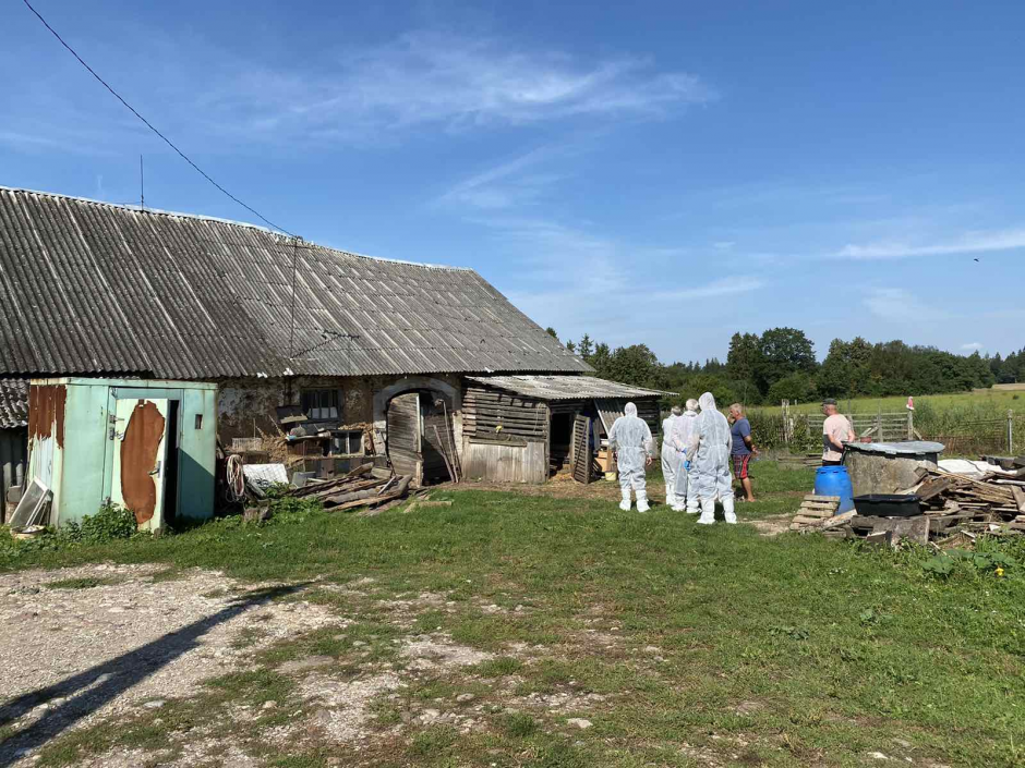 Kauno rajono ūkyje – kiaulių maro židinys