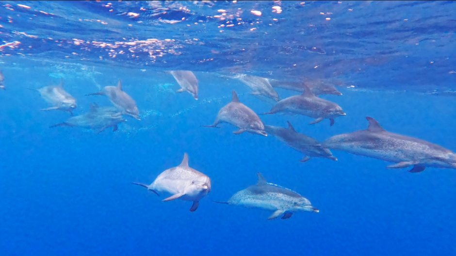 Mėnuo Atlanto vandenyne: A. Valujavičius – apie svorį, delfinus ir įveiktą sudėtingą atkarpą