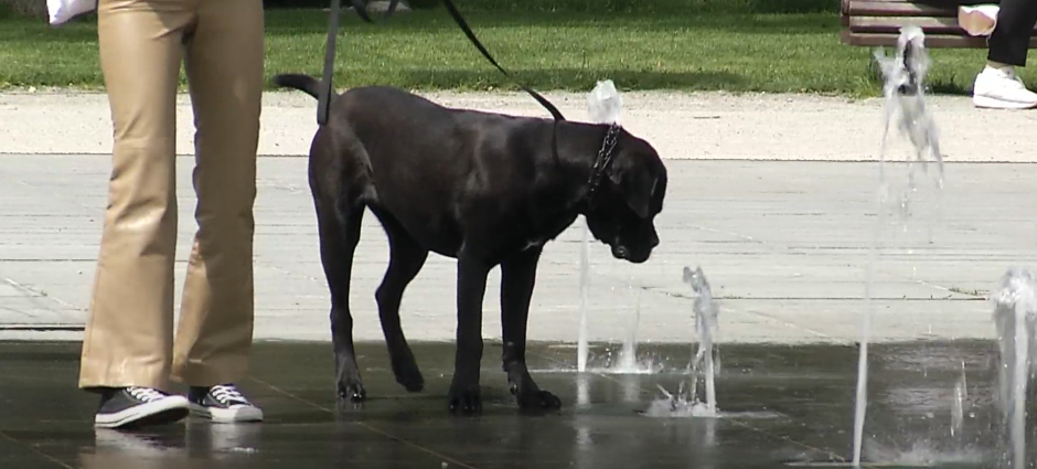 Šuniškos maudynės fontanuose gali užtraukti baudą
