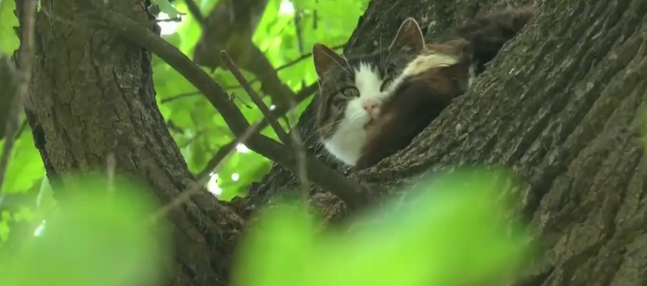 Katinas nelipa iš medžio jau šešerius metus
