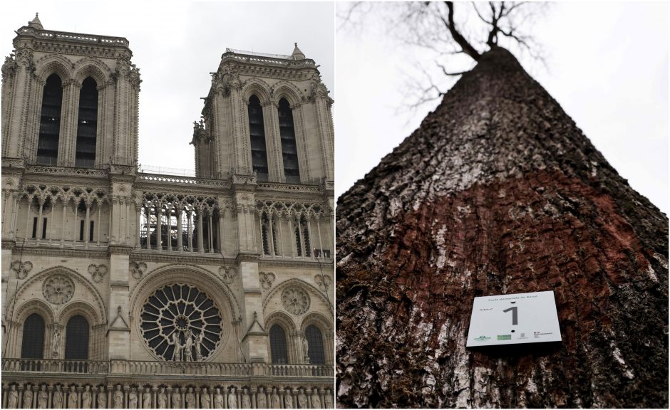 Atrinkti pirmieji ąžuolai Paryžiaus Dievo Motinos katedros atstatymui