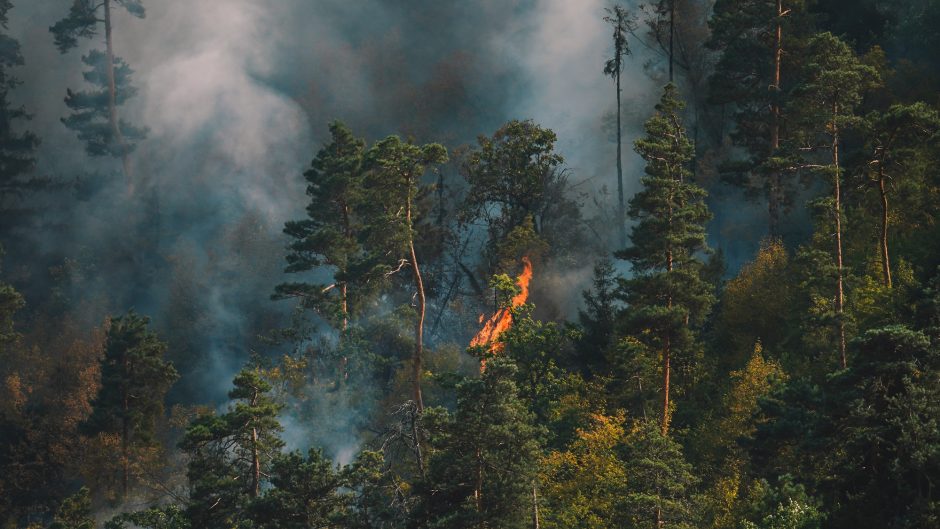 Juodkrantėje per dieną kilo keturi miško gaisrai, miškininkai įtaria padegimą