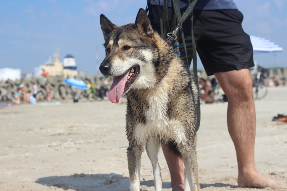 Minint Tarptautinę beglobių gyvūnų dieną – keturkojų žygis Smiltynėje