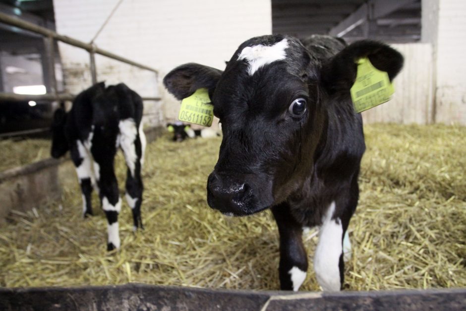 ES institucijos raginamos ruošti pieno sektoriaus gelbėjimo planus