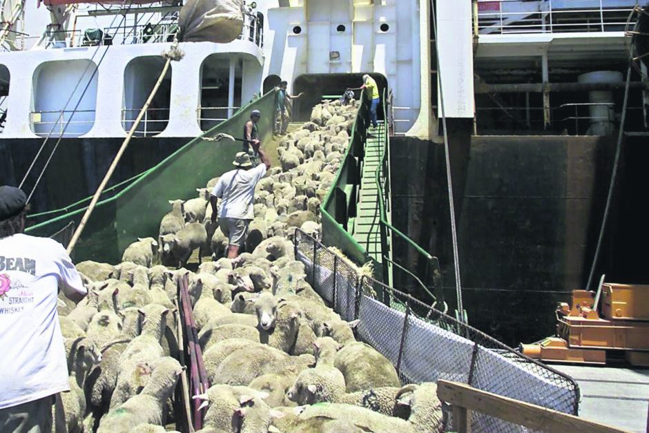 Gyvūnų gabenimo laivai – vieni pavojingiausių
