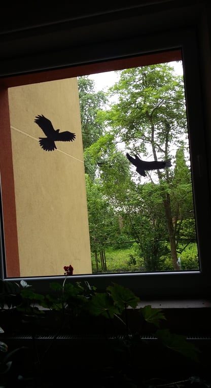 Žaliakalnio gyventojai sunerimę: į langus daužosi paukščiai