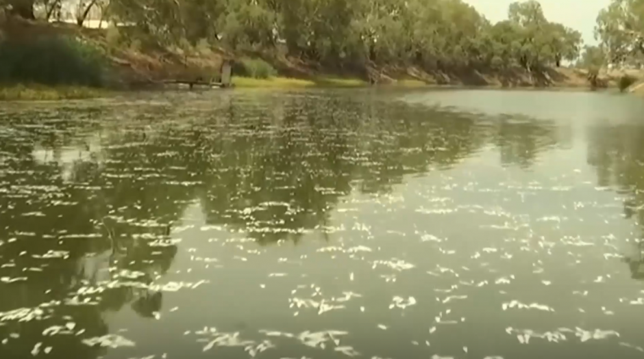 Australijos upėje trečiąkart fiksuojamas masinis žuvų gaišimas