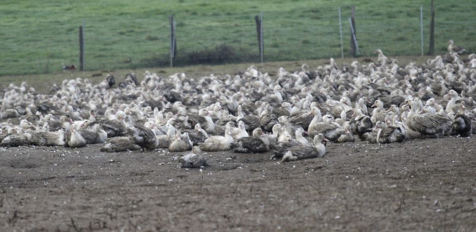 Prancūzija pradeda masiškai skersti antis plintančiam paukščių gripui sustabdyti