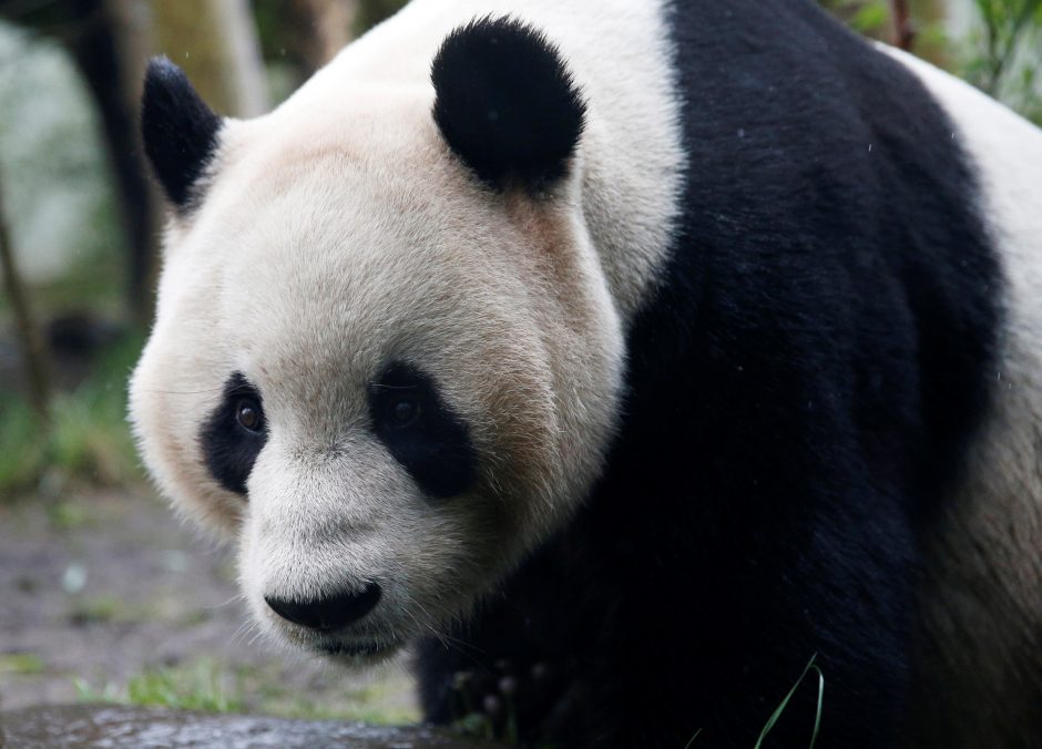 Didžioji panda Tian Tian šiais metais neapsivaikuos