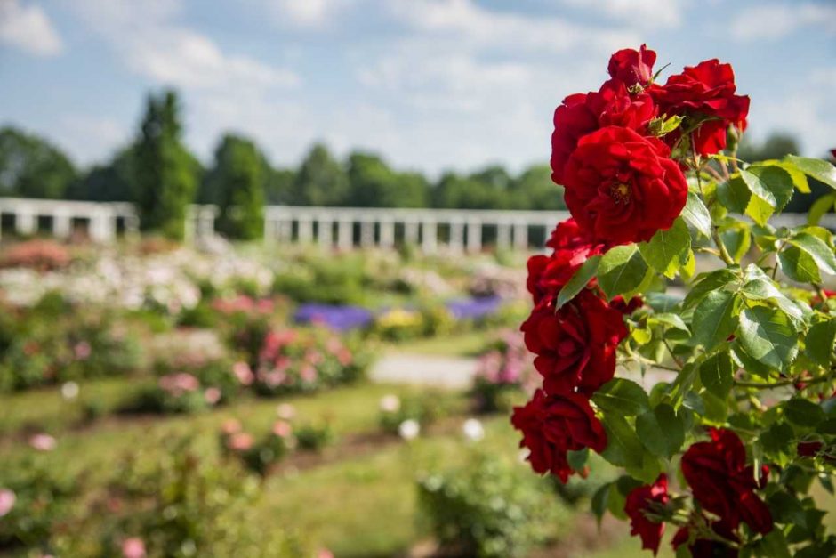 Didžiausias Lietuvoje rožynas pasiekė žydėjimo piką