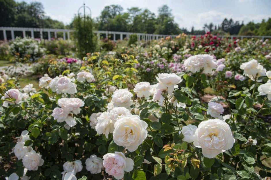 VDU Botanikos sodas paskendo rožių žiedlapiuose