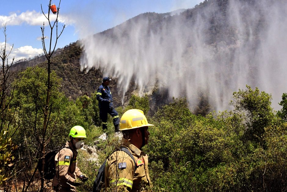 Graikijai kovojant su didžiuliu miškų gaisru, baiminamasi ekologinės nelaimės