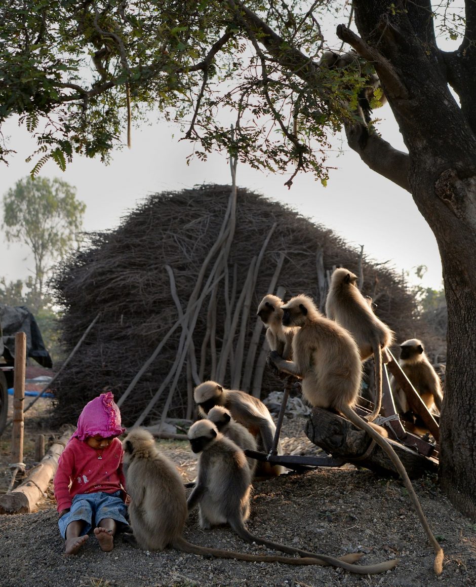 Maugliu pramintas dvimetis susidraugavo su beždžionėmis