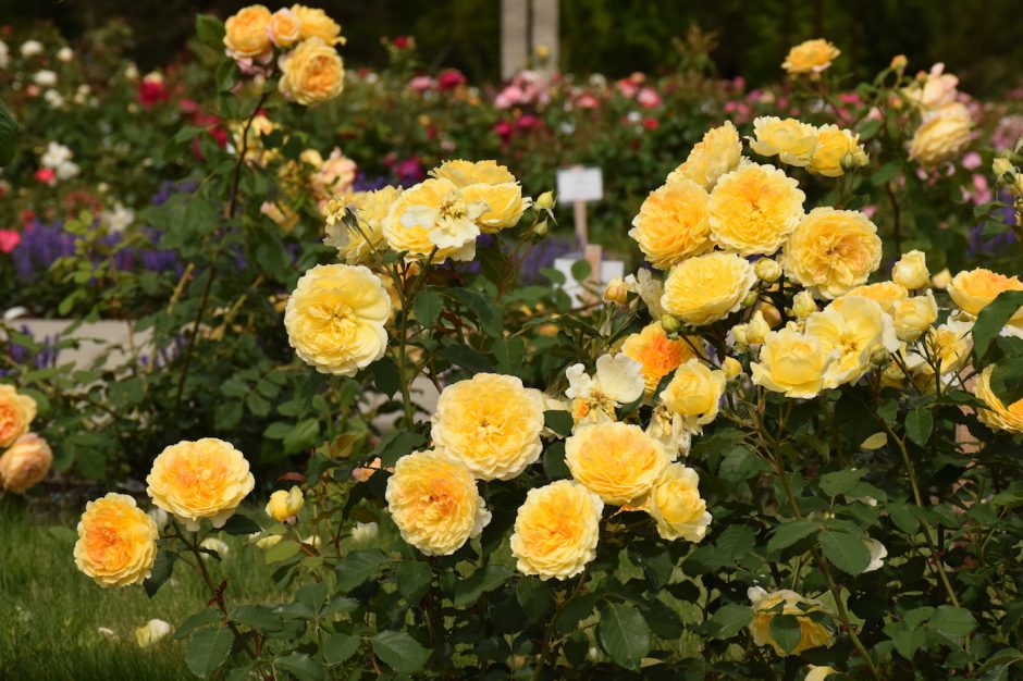Didžiausiame Lietuvos rožyne vienu metu sužydo visos rožės