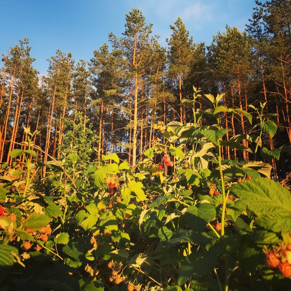 Į Lietuvą – dėl bičių ir medaus