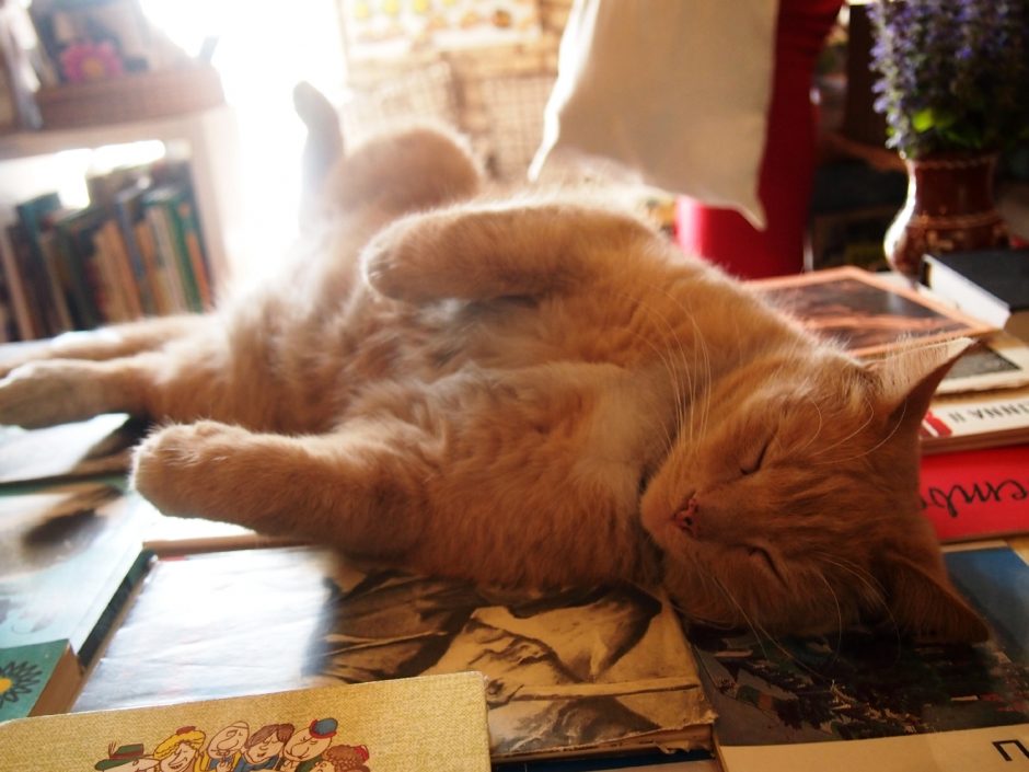 Gyva Užupio legenda – katinas, įsikūręs knygyne
