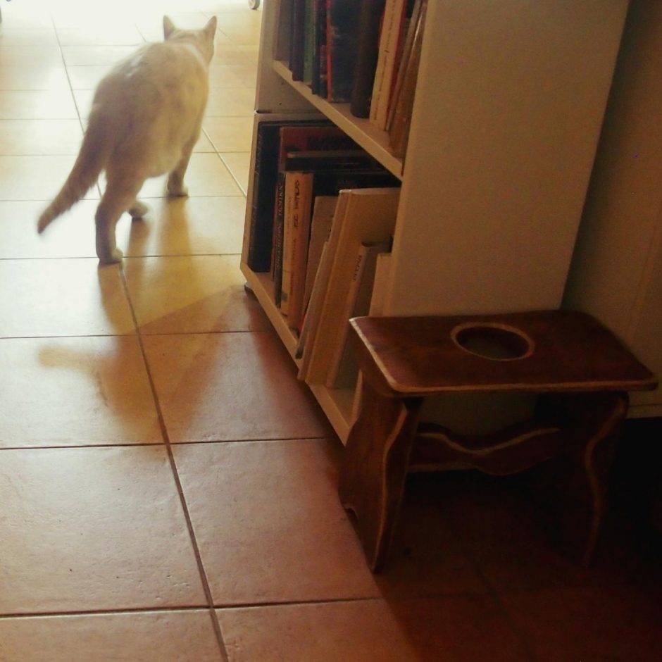 Gyva Užupio legenda – katinas, įsikūręs knygyne
