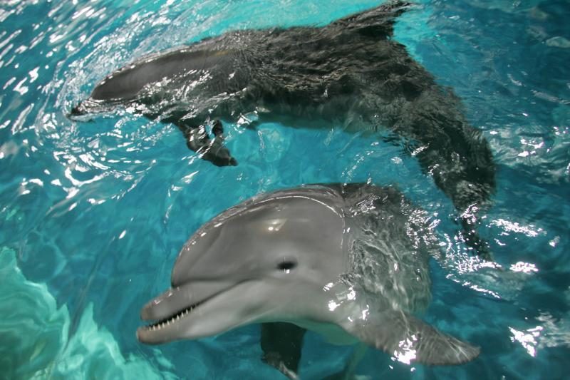 Kryme užsiliepsnojus delfinariumui evakuoti du delfinai