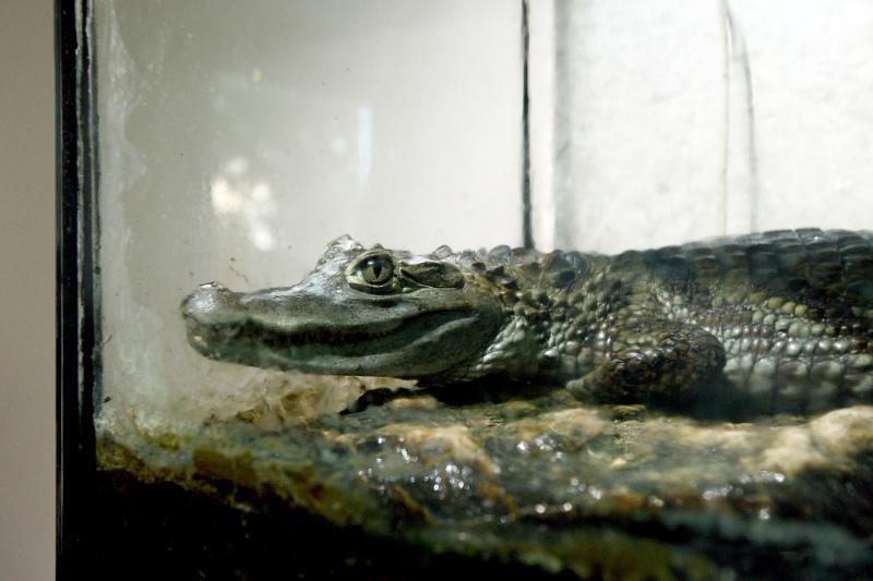 Floridos pašto skyriuje klientas aptiko stambų aligatorių