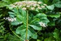 Pavojus: Sosnovskio barštis – itin nuodingas augalas, vos prisilietus prie jo gali atsirasti odos pažeidimų