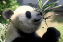 Tokijo zoologijos sode panda atsivedė du jauniklius. Laukinėje gamtoje šiuo metu yra likę maždaug 1,8 tūkst. didžiųjų pandų