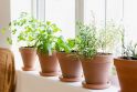 Sąlygos: auginant namuose prieskonines žoleles svarbu parinkti joms saulėtą erdvę ir nepamiršti reguliariai laistyti