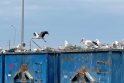 Buitinių ir maisto atliekų „mišrainė“ skleidžia aitrų kvapą ir kaip magnetas traukia paukščius.