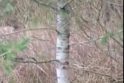 Klausimas: specialistai suka galvas, kaip pavadinti beržo kamienu, pušies vainiku ir mažesniais nei eglės kankorėžiais stebinantį medį.  