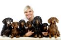 Kompanija: šiuo metu S.Jasevičiūtės namuose gyvena septyni taksų veislės šuniukai.