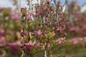 Balsavimas: Klaipėdos universiteto botanikos sode vykusio Žavėjimosi augalais dieną gražiausio žiedo nominacija skirta magnolijai.