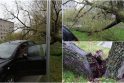 Incidentas: virsdamas medis galėjo prispausti ir automobilį, ir žmones.
