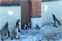 Žaidimai: kai kuriuos Kopgalyje gyvenančius pingvinus sudomino saulės zuikučiai, kuriais gyvūnų nuobodulį blaškė mažieji klaipėdiečiai.