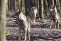 Žalos: spalį suaugę vilkai moko savo vaikus medžioklės subtilybių, todėl pasipylė pranešimų apie vilkų paskerstus gyvūnus.
