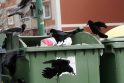 Nemalonu: ieškodami maisto, prie perpildytų konteinerių skraido paukščiai, kurie išdrasko maišus ir išnešioja šiukšles.